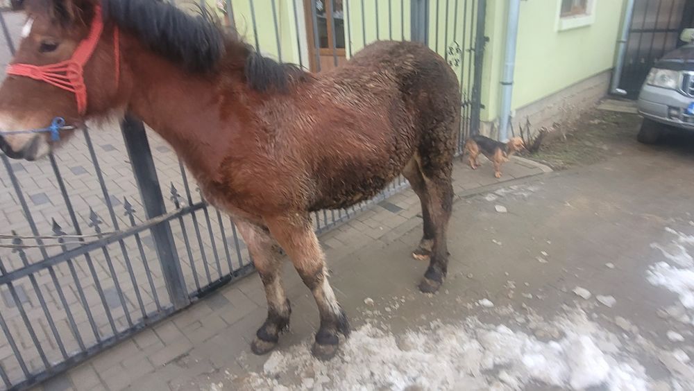 Vând o mânză sau schimb cu viței mai multe detalii la telfon