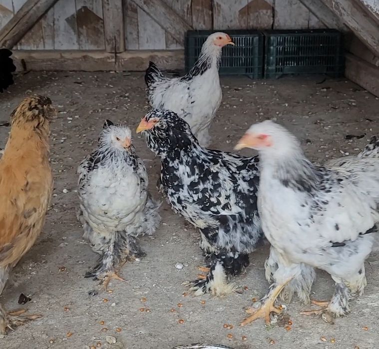 vand 4 puici si un cocos tinere