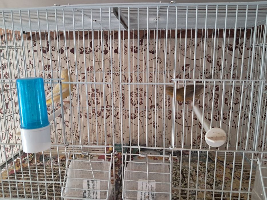 Canari de vanzare