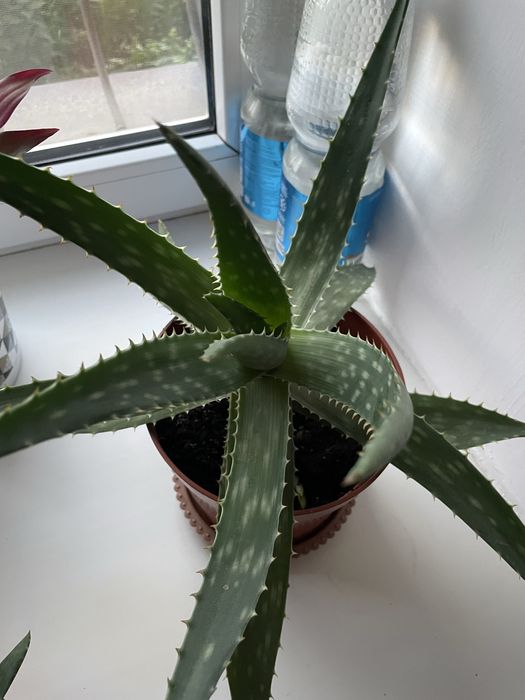 Продам Алоэ , листья крупные