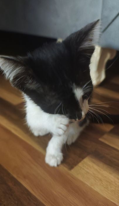 Котенок отдам В ДОБРЫЕ РУКИ.