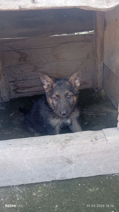 Овчарка күшік сатылады