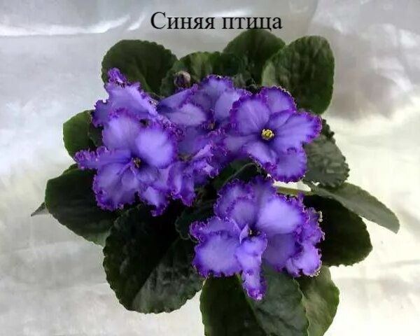 Продам сортовые фиалки