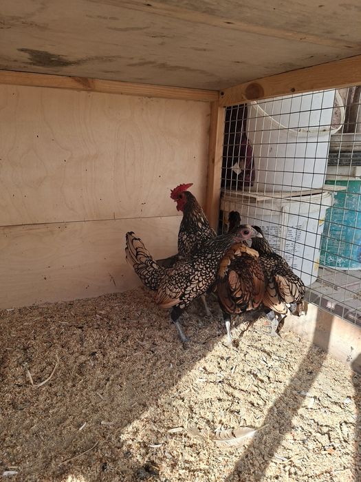 Сибрайт тухумларига заказ оламиз