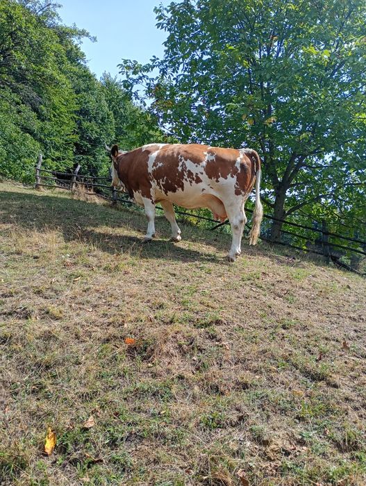 Vacă de vînzare gestantă de 8 luni vacă are 8 ani