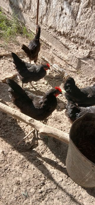 Gigant Qora Shahzoda Tovuqlari, Xo‘rozlari, Tuxumlari va 2 Oylik Jo‘ja