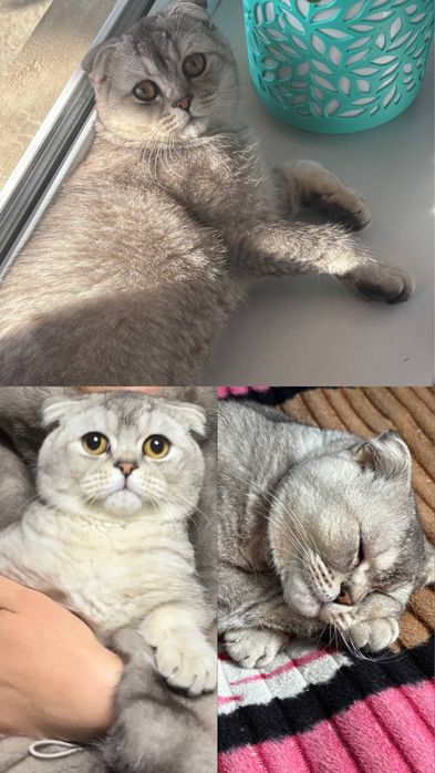 Шотландский кот вислоухий