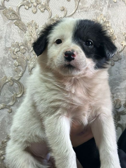 В добрые руки щенок