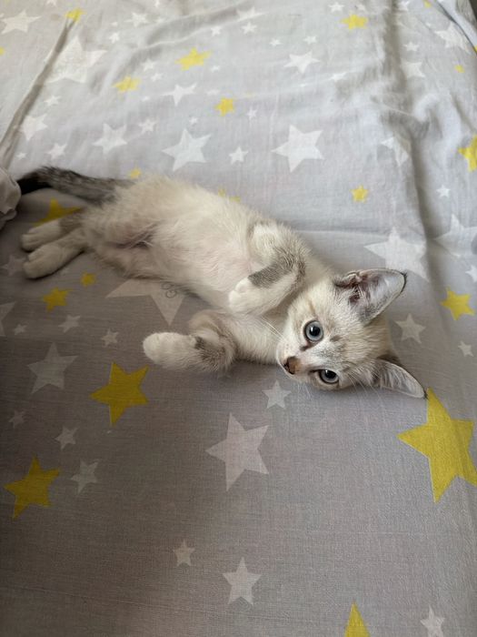 Отдам котика бесплатно