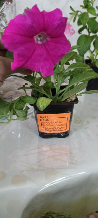 Продам петунии ампельные