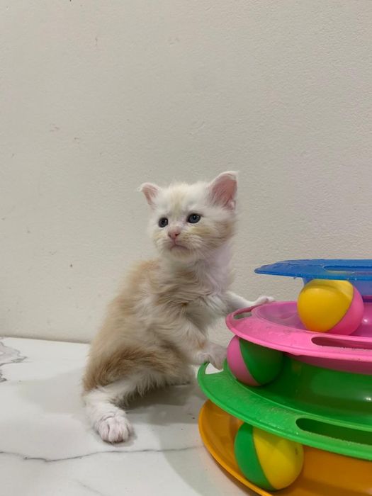 Кремовый мальчик мейнкун (с родословной)