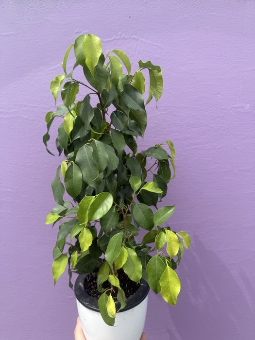 Продам фикусы сортовые