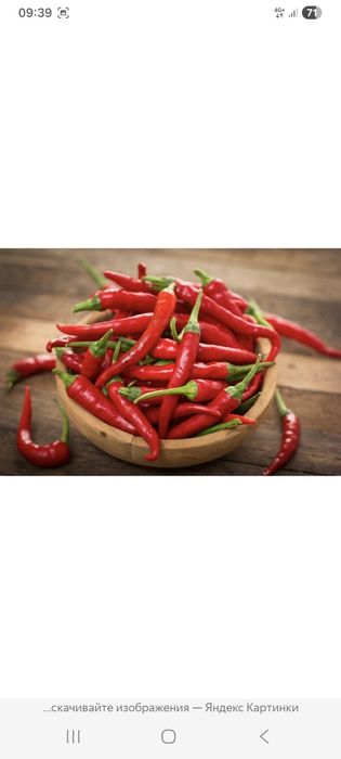 Рассада перца  острый