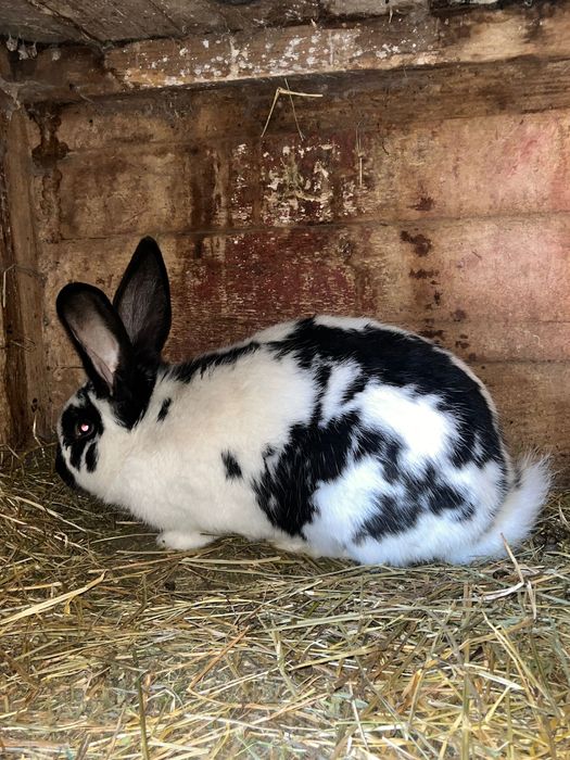 Vand iepure femelă fluture german