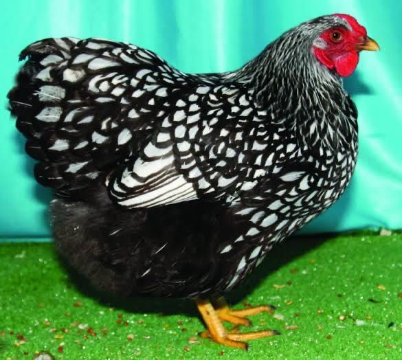 Породисти кокошки