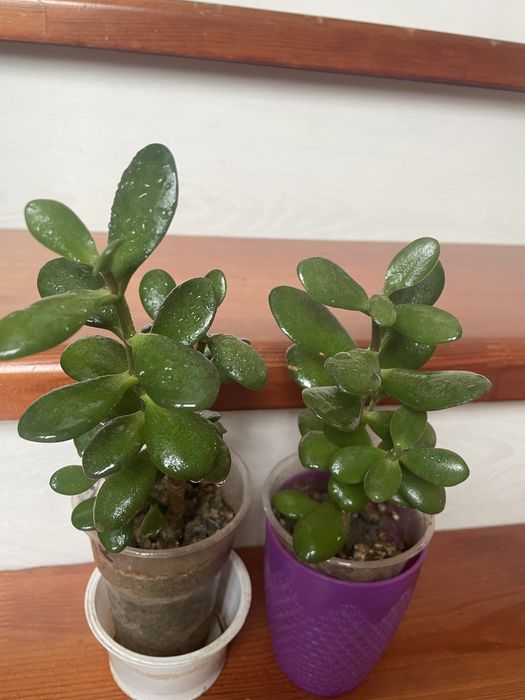 Толстянка денежное дерево!