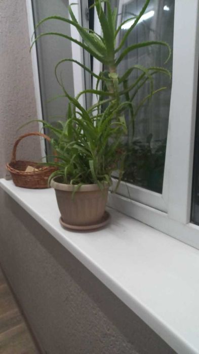 Продам алоэ веру