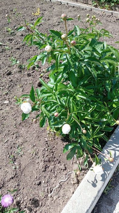 Продам дачу в городе