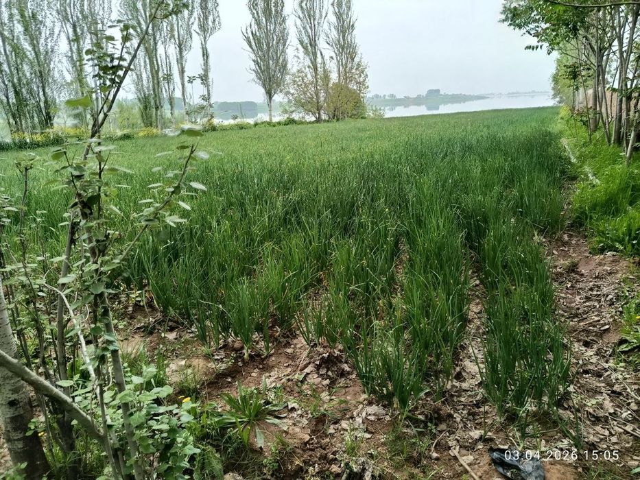 Assalomu alaykum Surxondaryo viloyati Oltinsoy tumani