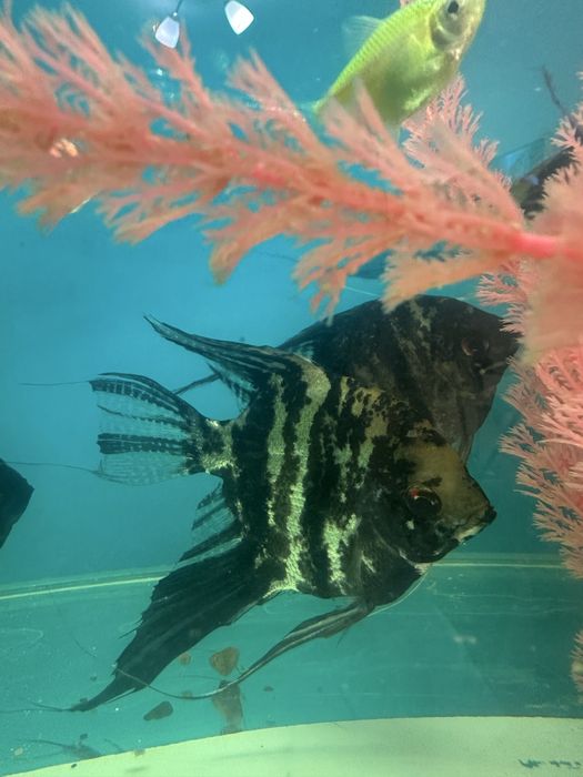 Продам рыб для аквариума