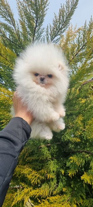 Померан померанче женско