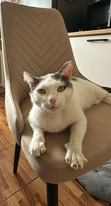Отдам котика в добрые руки