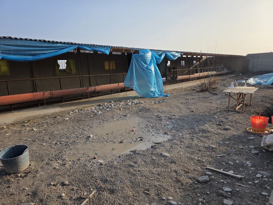 Карамол учун ферма   товук ферма  фабрика