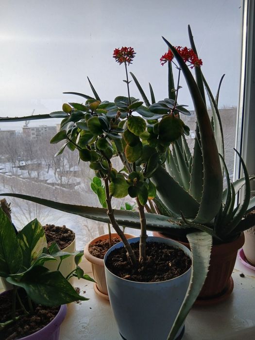 Продам комнатные цветы