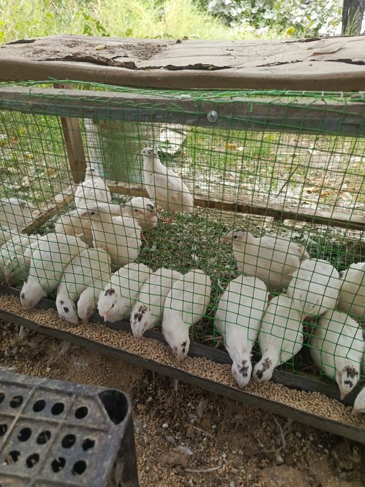 Beliy gigant 400-500gr