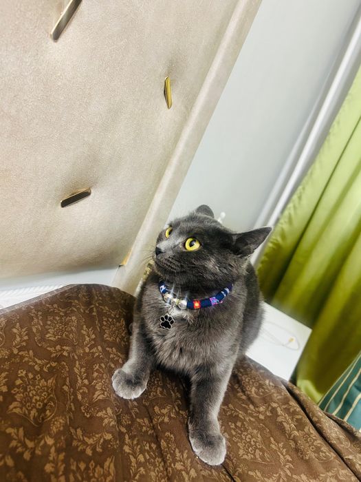 Котенокк Девочка