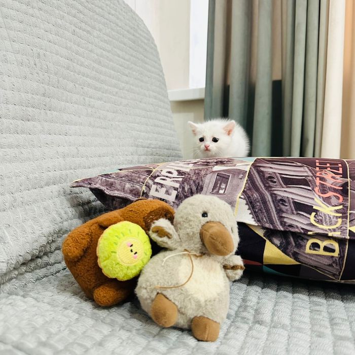 котенок в добрые руки