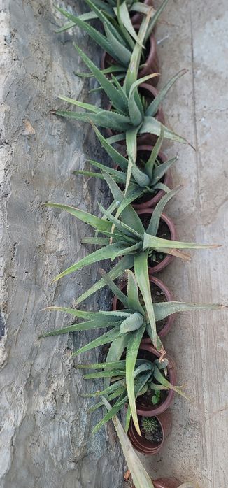 Aloe gullari Paxtachi, Navoiy
