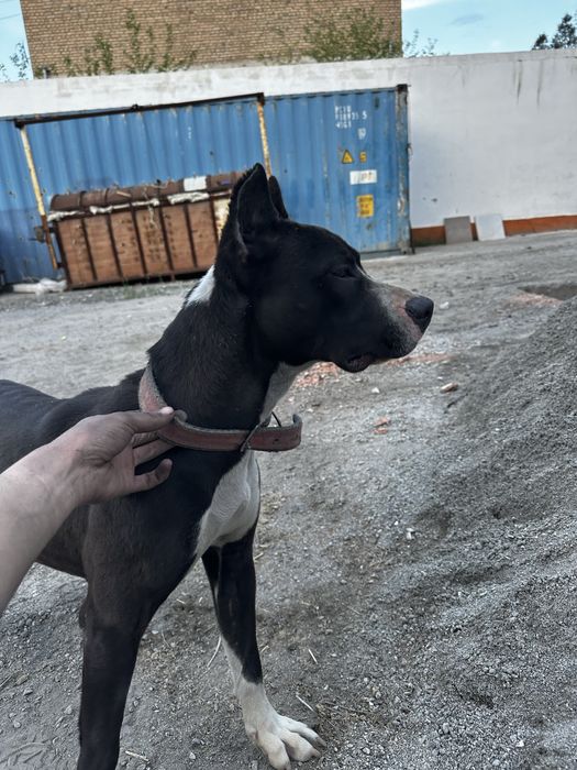 zotdor staffer sotiladi