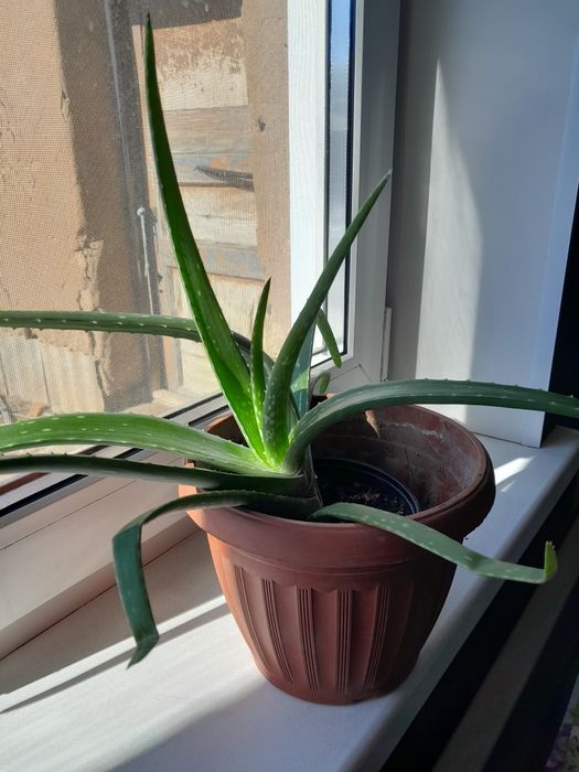 Продам цветок алое есть 2 шт