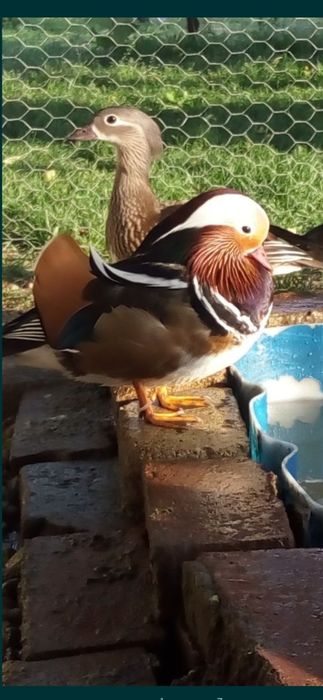 Rațe exotice Mandarine ( pasari de balta/apa mandarin)