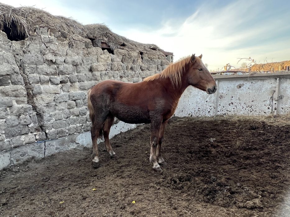 Продается донен