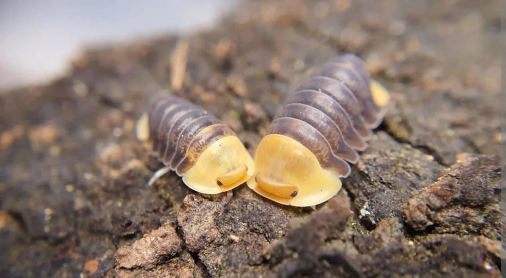 Izopode si miriapode