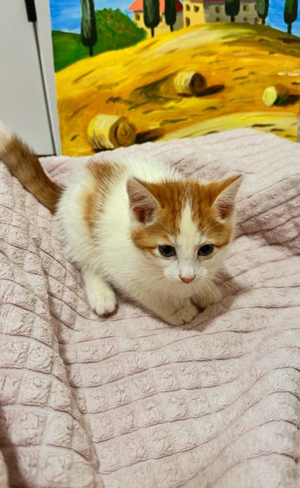 Отдам котенка в добрые руки