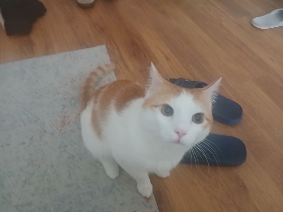 Отдам кота в хорошие руки