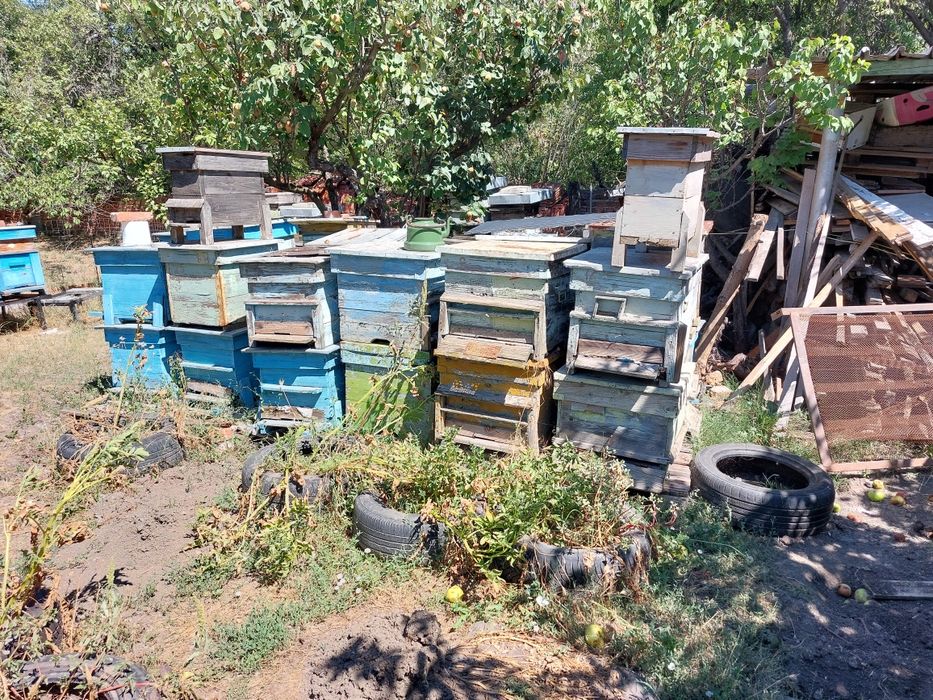 Пчелни кошери с магазини