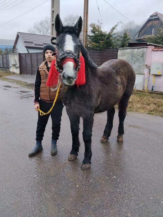 Vând sau schimb o manza de 1 an