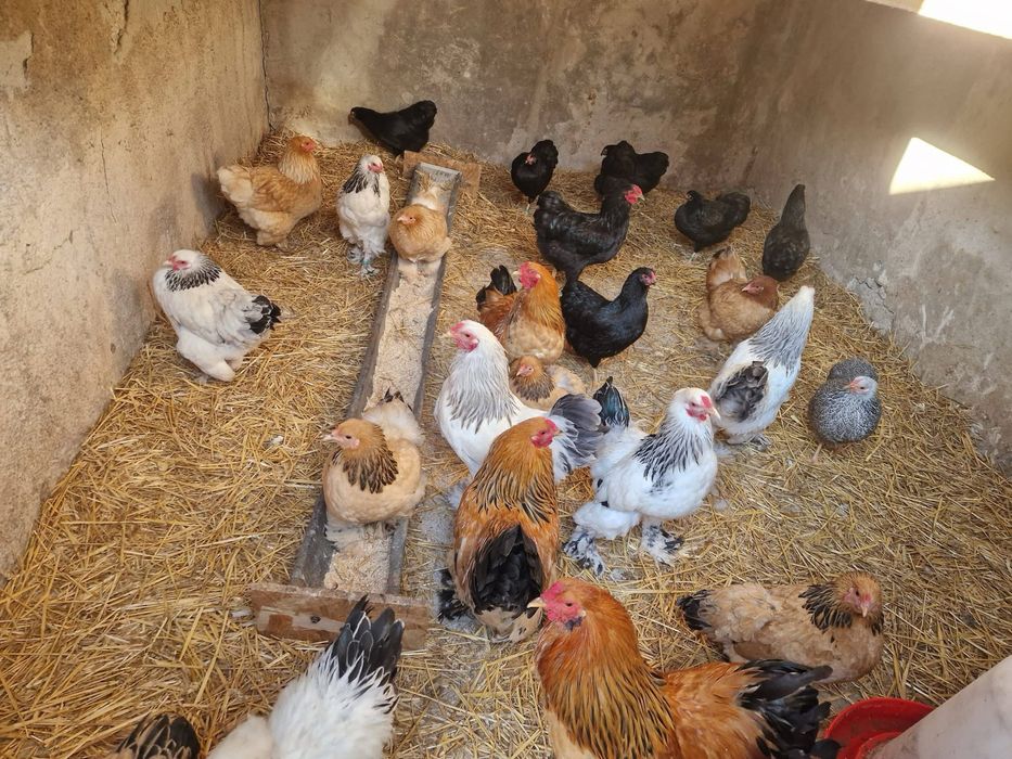 Pasari Brahma si Wyandotte