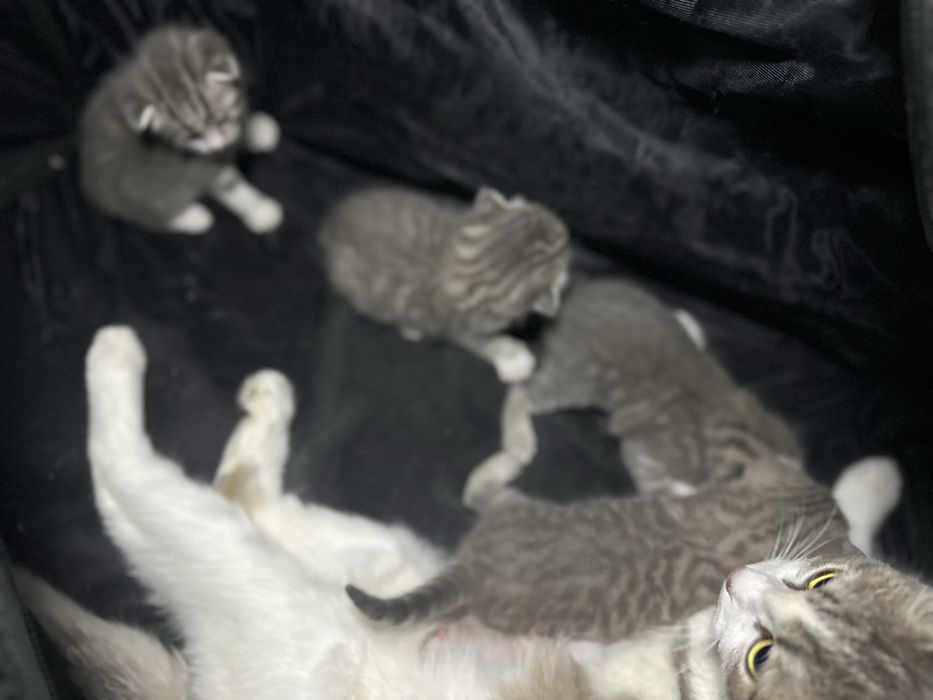 Продам вислоухие котят