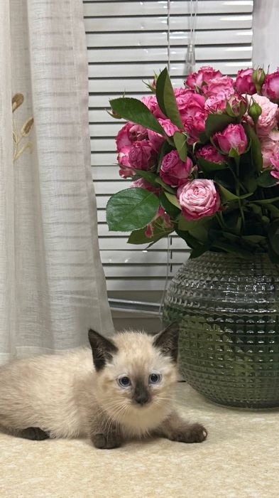 Котята ищут свой дом и любящих хозяев