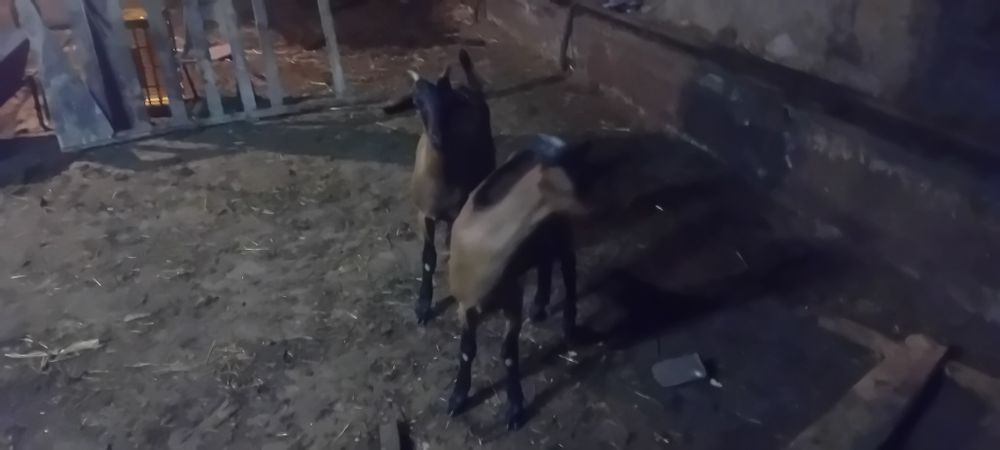 Vand  două ieduțe alpin francez