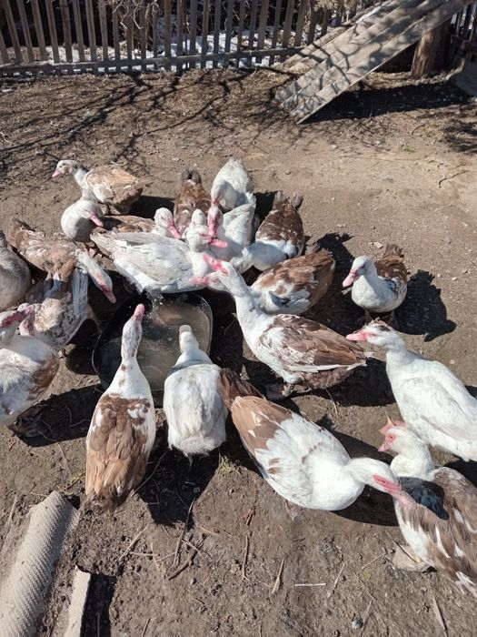 Продам молодых индоуток.