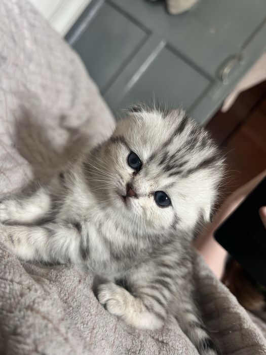 Продам породистых котят