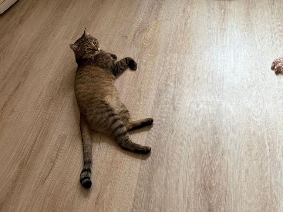 Пропал мой кот, кто видел