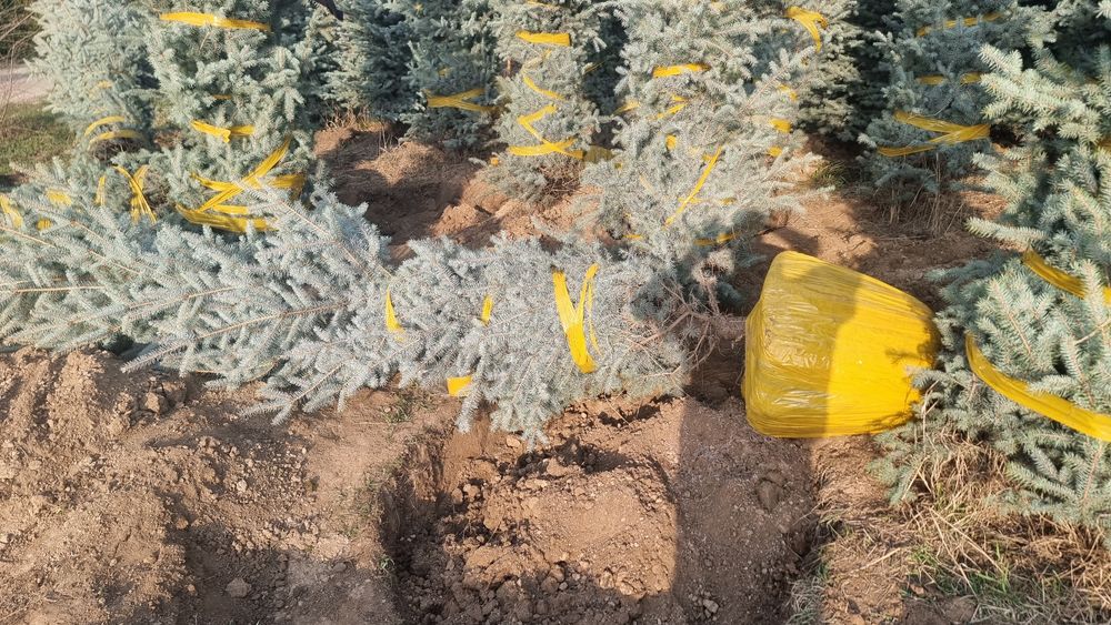Голубые ели туи газон блю эрроу