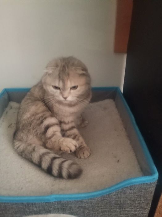 Кошка шотландка веслоухая